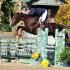 Brownland Farm Jumps Into Autumn Shows